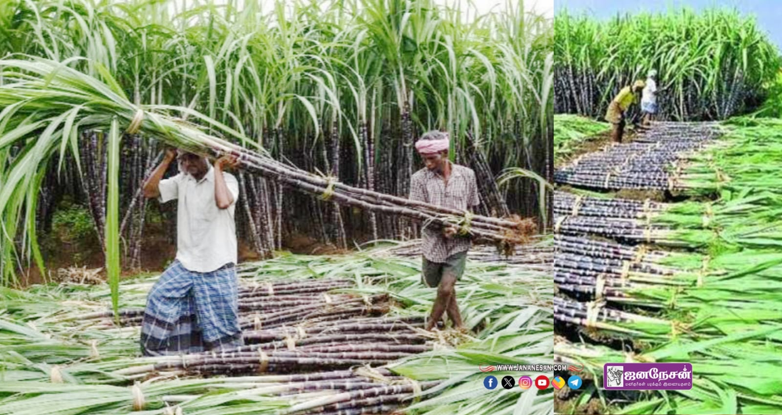 கரும்பு விவசாயிகளுக்கு இனிப்பான செய்தி – சிறப்பு ஊக்கத்தொகையாக வழங்க ரூ.247 கோடி வழங்க தமிழக அரசு ஆணை..!